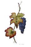 Vitis 'Boskoop Glory'