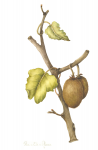 Actinidia chinensis