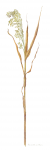 Panicum miliaceum