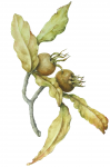 Mespilus germanica