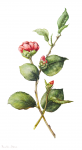 Camellia japonica