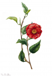 Camellia japonica