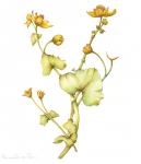 Caltha palustris