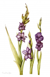 Gladiolus grandiflora