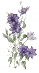 Clematis