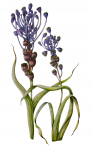Muscari Comosum