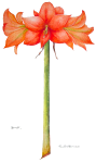 Amaryllis