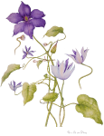 Clematis