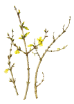 Forsythia