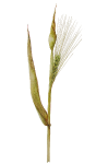 hordeum vulgare vulgare
