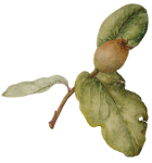 cydonia oblonga (kwee)