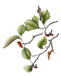 Magnolia Kobus