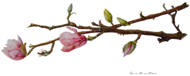 magnolia soulangeana