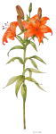 Oranje lelie